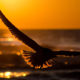 Eagle in the sunset